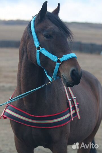Конная амуниция готовая и на заказ