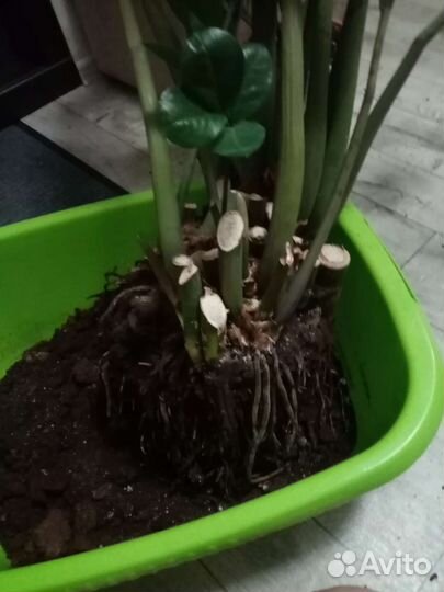 Цветок Замиокулькас.остался 1шт