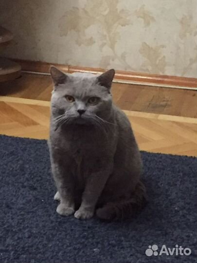 Британский кот вязка