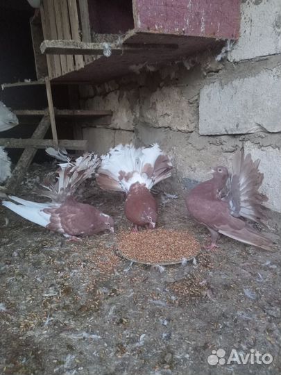 Продам голубей павлинов