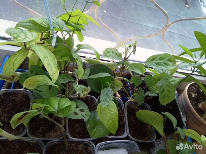 Продам комнатные цветы