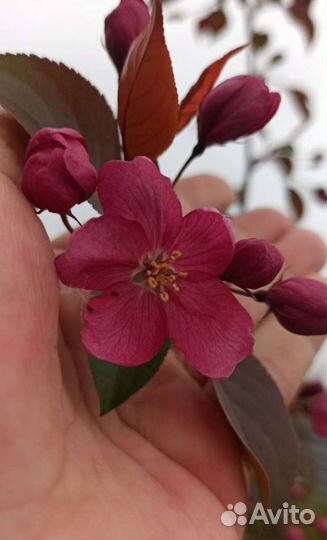 Яблоня декоративная пурпурная Роялти