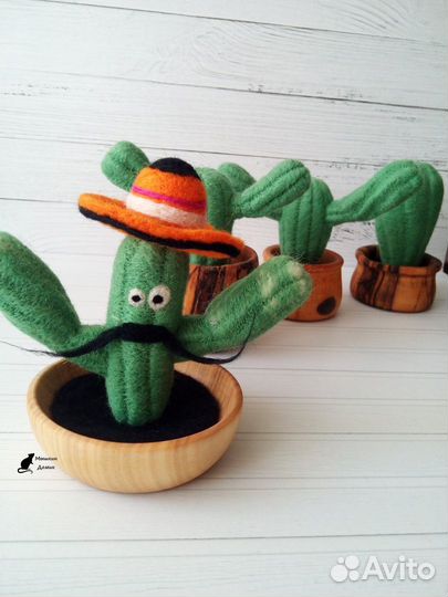 Шерстяной кактус Педро