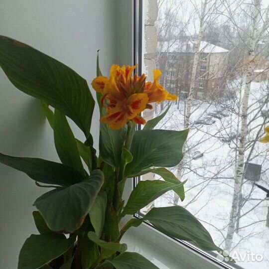 Цветок канна