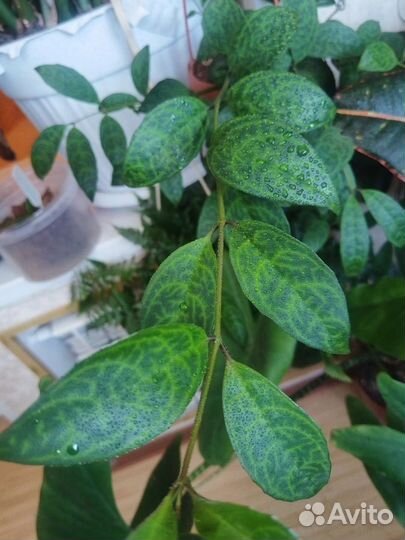 Эсхинантус мраморный, лудизия