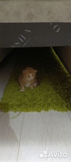 Котята в добрые руки мальчики