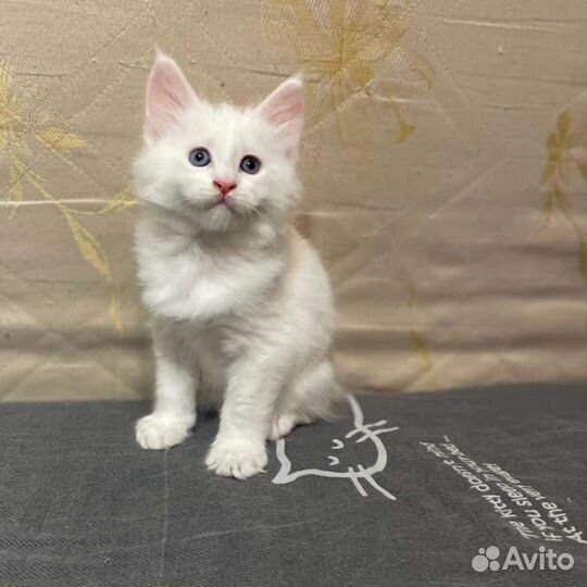 Котята мейн-кун