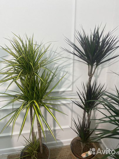 Драцена разные сорта 140