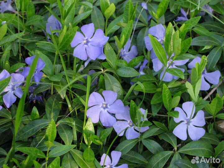 Барвинок (Vinca minor) почвопокровный