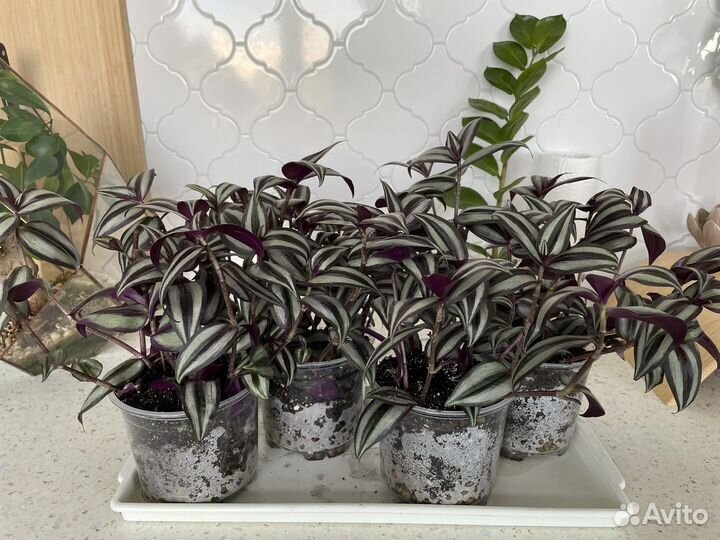 Традесканция зебрина силвер