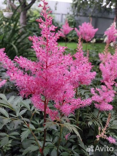 Астильба 4 цвета