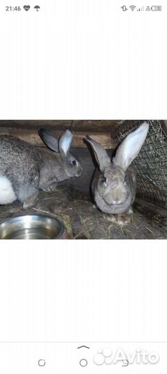 Кролики мясных пород