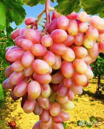 Саженцы винограда