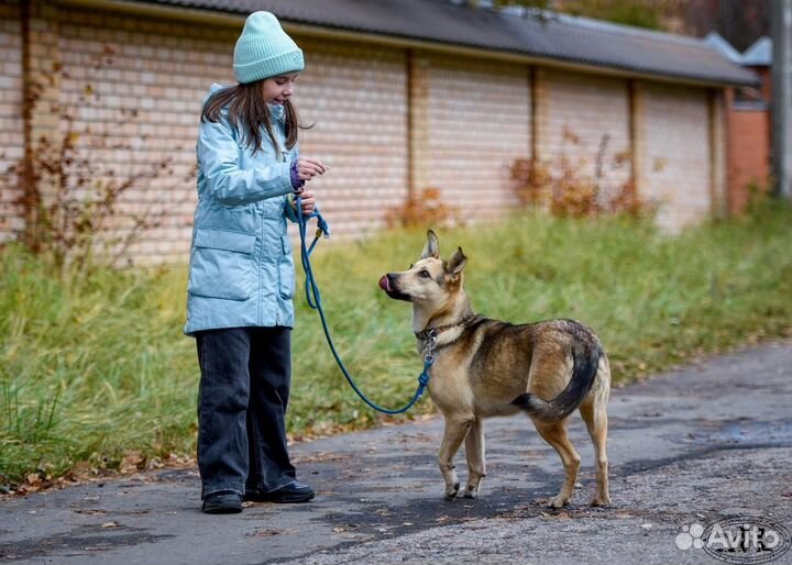 Собака в добрые руки