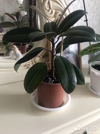 Фикус Мелани