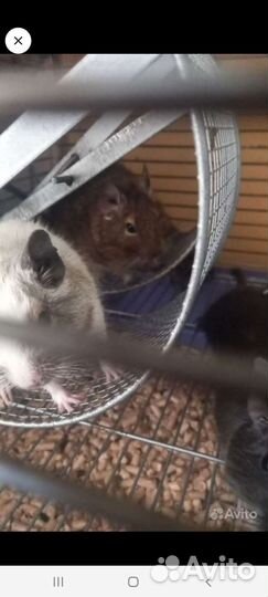 Белка дегу с клеткой