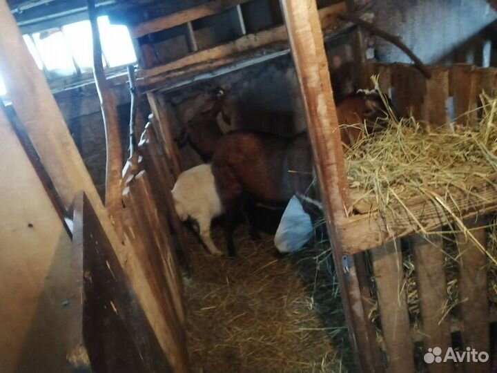 Козы козлята