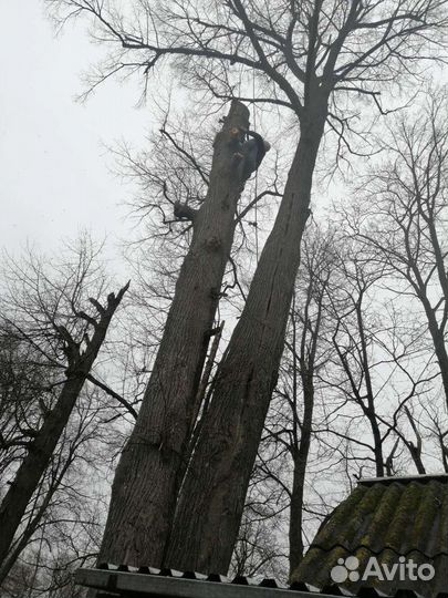 Спил деревьев