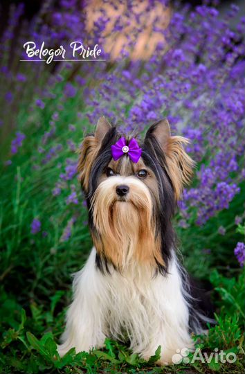 Щенки бивера