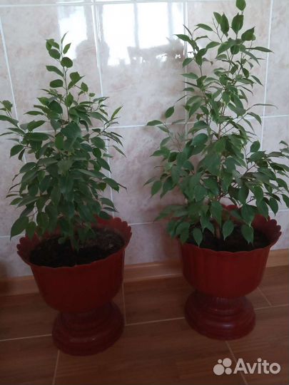 Фикус бенджамина