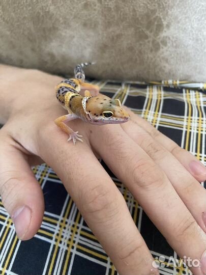 Эублефар самец