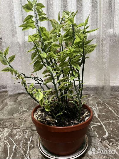 Черенки педилантуса с корешками