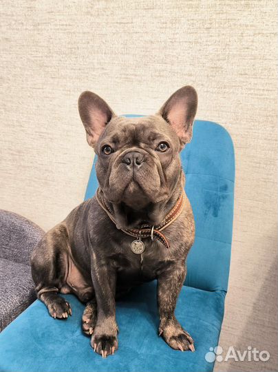 Вязка французский бульдог
