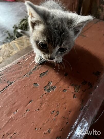 Кошка