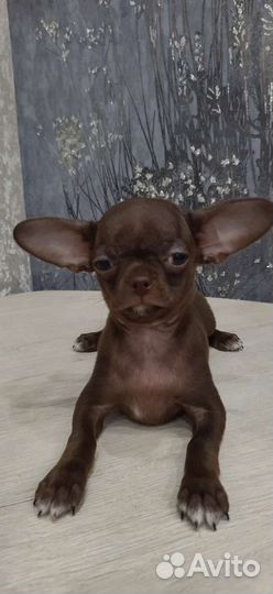 Чихуахуа девочка с документами РКФ