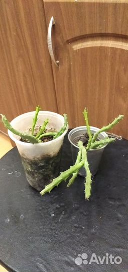 Суккуленты