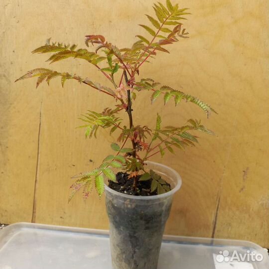 Рябинник рябинолистный, жимолость каприфоль