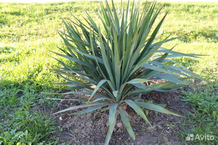 Продаются саженцы пальмы 