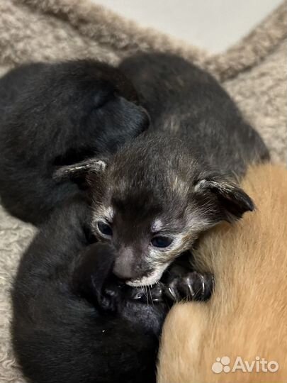 Орики к новому году