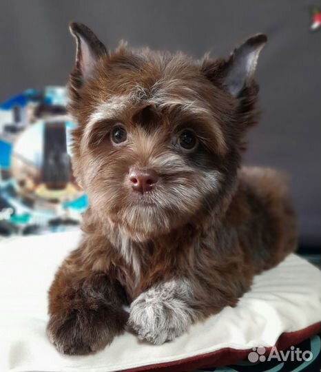 Девочка Цветной Йорк