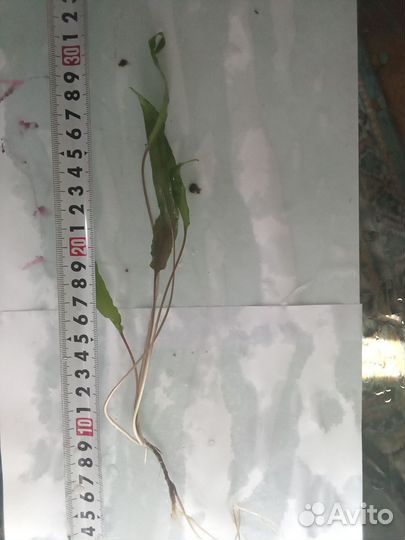 Растения аквариумные