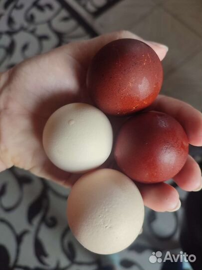 Инкубационное яйцо Маран черно медный