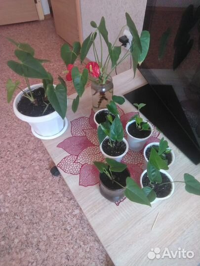 Комнатные цветы