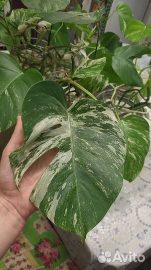 Монстера вариегатная