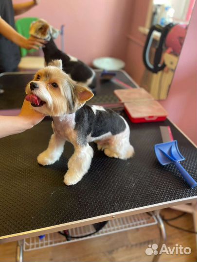 Стрижка собак, груминг