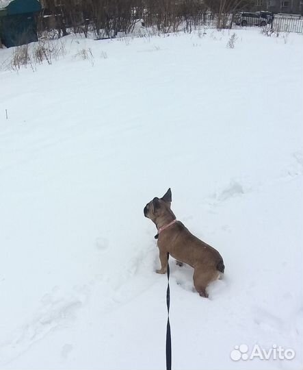 Французский бульдог