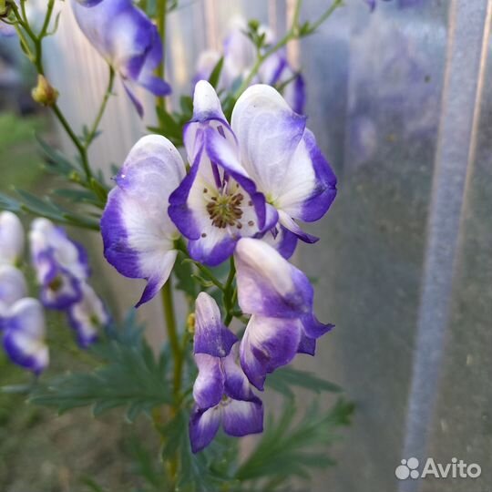 Аканит многолетник