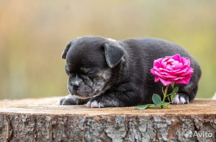 Продажа щенков Коди