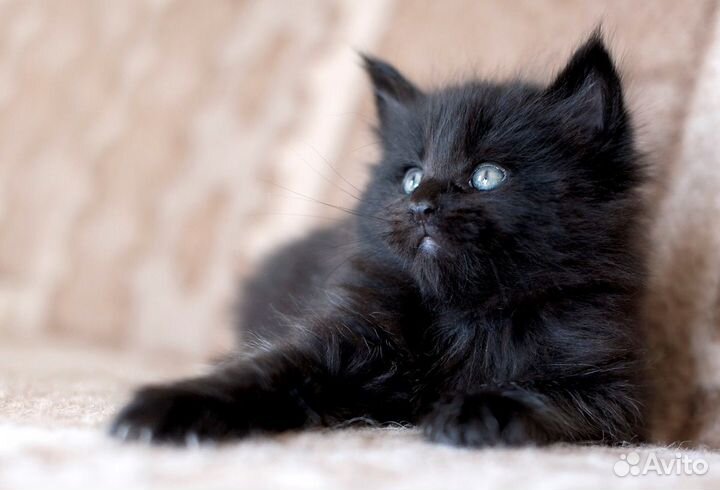 Котенок мальчик