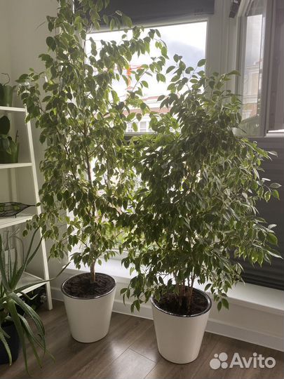 Фикус бенджамина большой