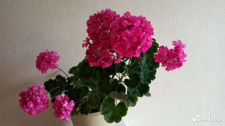 Пеларгония герань