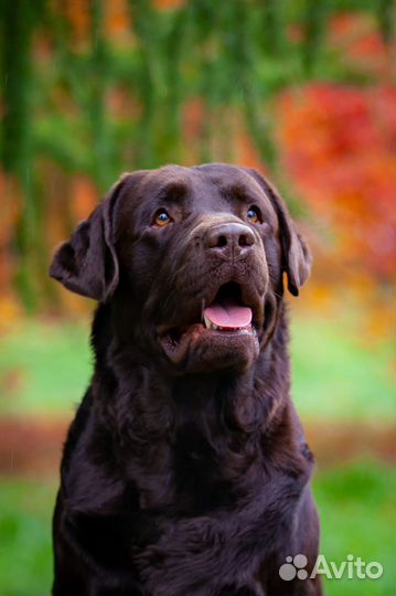 Вязка лабрадор