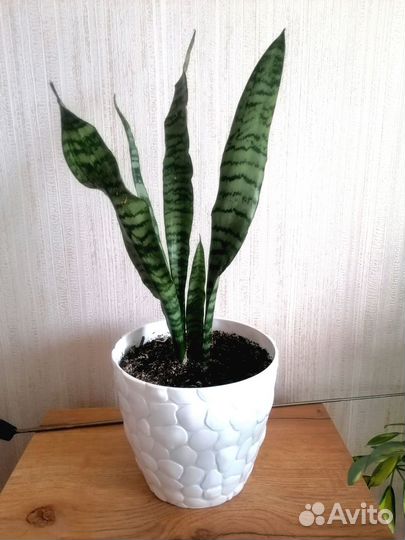 Сансевиерия