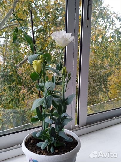 Эустома в горшке