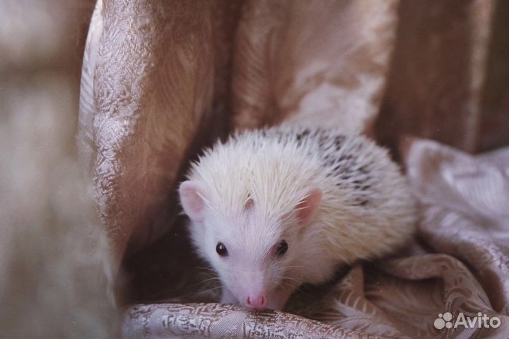 Вязка Африканский ежик