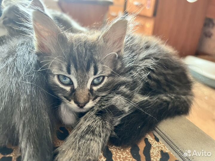 Котятки в добрые руки, мальчики